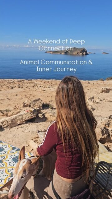 This weekend, the animal communication workshop will take place on the island. I am still making the final preparations and later I will get some snacks that are typical of Ibiza.The workshop will be held in English, and we will communicate with the participants' animals as well as with wild animals. Participants will also experience a shamanic journey and get to know their power animal.I am really looking forward to meeting more people who will learn, consolidate, and deepen their knowledge of the language of animals.
