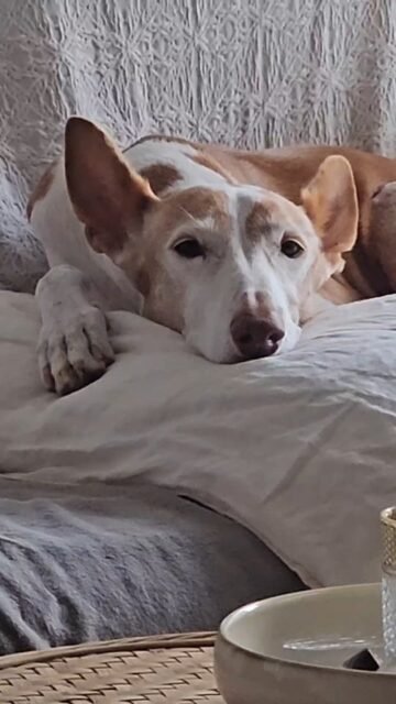 The animal communication workshop in Ibiza starts today. I am really looking forward to meeting the participants and experiencing our group energy, the animal conversations, the amazed faces, the "aha" moments, our shamanic journey, and the feedback from the participants.For most of them, this is a new way of perceiving things, and the weekend opens the door to a new and different world of feelings. The mind takes on a new position—because participants learn a different form of communication with our animals.Today, there will be warm tea to go with the delicious homemade lemonade—because it is currently fresh and uncomfortable due to the arctic wind.We are definitely ready for you and are very much looking forward to each participant.