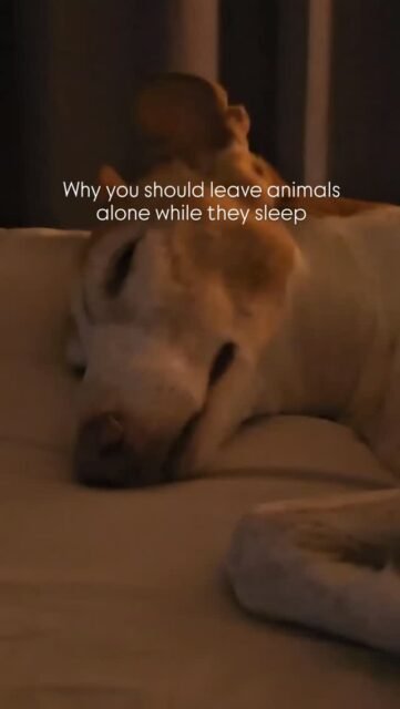 Why you shouldn't wake animals while they're sleeping 💤Just like humans, animals go through different stages of sleep.During deep sleep and REM sleep, their brains process experiences, stress, and learning experiences.🔹 Twitching, quiet noises, or rapid breathing are normal.🔹 Sudden awakening can lead to disorientation, stress, or fear reactions.🔹 Some animals react instinctively in moments of fear without meaning to.Regular, undisturbed sleep is important for:• the nervous system• the immune system• emotional balance Always handle animals carefully or not at all when they are asleep (you know your animal best 😉), do not shake themjust stay calm and let them wake up on their own 🤍.