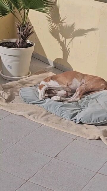 🤍 Honest conversationsWhen it comes to making decisions, we hold a family council. It was time again because Fina, Ghandi, and I needed to talk.Whether it's about walks, food, ideas, or suggestions, the three of us discuss our wishes and then see what comes of it.The three of us discussed an important topic and, as always, reached an agreement. I am always impressed by the interesting suggestions and ideas that Fina and Ghandi come up with. Fina in particular has developed her presence so much, and the exciting thing is that she is still on her journey and will blossom even more (Fina, your ideas are more than welcome).Now our plan can mature, I will practice patience, and we will remain confident—as always.The intention has been set.Because without intention, there can be no fulfillment ✨️.