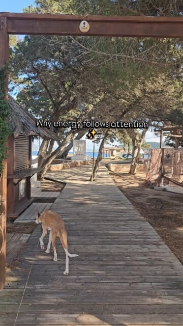 Energy follows attention.What you nurture internally gains momentum.Your attention is like a direction, not a judgment.It does not determine what is "good" or "bad," but rather where your energy flows.If you focus on worries all the time, you tie up energy there.If you focus on clarity, trust, or what you can influence,you create space for change.It's not about sugarcoating everything.It's about consciously choosingwhere you put your inner energy.And sometimes that choice is very quiet.Not in thinking, but in inner letting go 💙✨️💙.
