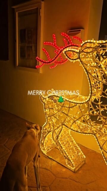 Merry, merry Christmas from us 🌲🐾✨️