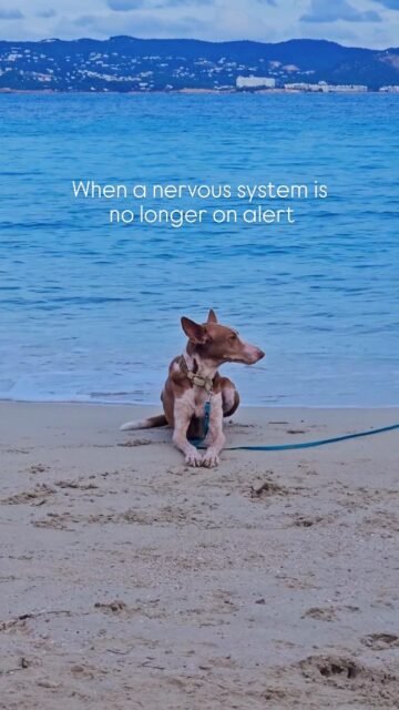 When a nervous system is no longer on alertPart 1 of 2Fina wasn't always as relaxed as she is today.For many, seeing an animal lying so calmly and peacefully may not be anything special. For us, it is something very special.Because knowing where she comes from and being able to witness this change touches us every time. Being able to accompany an animal on its journey out of fear, insecurity, and constant tension is a quiet, profound, and very instructive experience.What you see here is not simply relaxation.It is a body that feels safe.A nervous system that is no longer on alert.A moment without survival mode.And that is often worth much more than anything you can train or demand.In the next post, I'll talk a little more about what actually happens in the nervous system – and why safety is the foundation for everything.