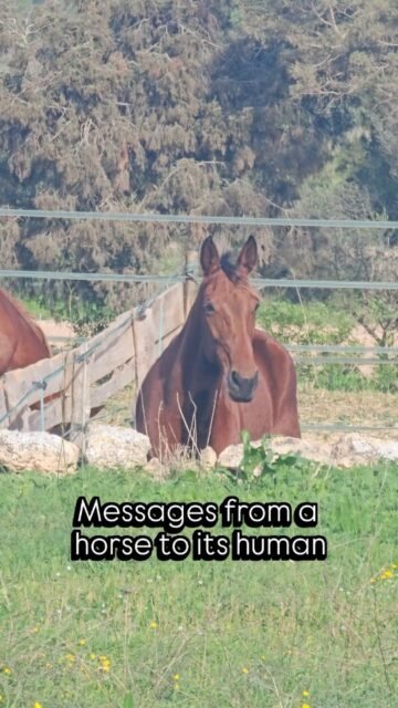 Today I spoke with a 14-year-old gelding and his human.The gelding was euphoric, joyful, and even before I called his human, he showed me how he licks her hands and other parts of her. He did this very extensively and said it is a sign of love, trust, and affection.He said what a wonderful team the two of them are and that she knows it too  and he winked lovingly while saying it.He would love to experience much more and see more of the world.When I asked him how he feels about jumping, the answer was “yes and no,” and I invited him to explain in more detail.He said it depends on the day and on who is around him. He wants to carefully look at what he is about to jump over — he is very visual and doesn’t want to get startled. He feels a responsibility towards his human and wants safety.Safety became another topic we talked about more deeply.He also said that it depends a lot on the energy of his human how she feels, her mood and her thoughts matter. His human responded so beautifully to his answers, and together we worked on ideas and compromises.The gelding does not want to jump big obstacles (this is connected to his past).In his stable he feels very comfortable, and the three of us then talked about ideas for the pasture and for his time outside of his box.We also talked about trailer rides, and he kept showing me images and little video sequences.“Saddles are hard,” he said, showing me the wood under the saddle again and again, repeating: “Padding, padding, padding.” He wishes for a pad and a soft bit.Again and again, his love for his human came through.The gelding kept looking into the future and saw their friendship in a very positive light.He was so happy to be able to speak, to find ideas and to work out compromises.What can I say... I love my work, and I love being able to feel and witness this love and happiness.