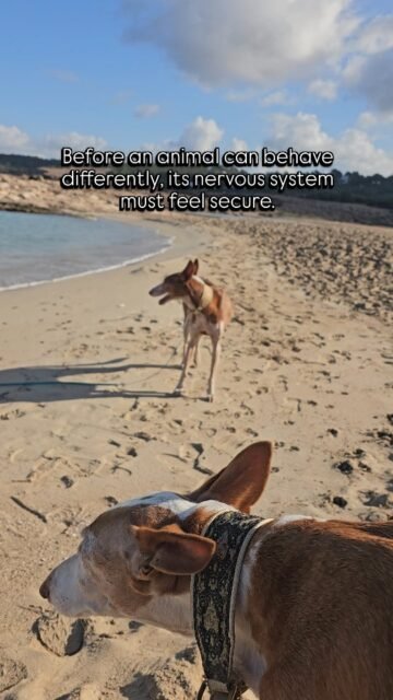 When the nervous system is no longer on alertPart 2 of 2What we often see as "behavior" is actually the nervous system trying to survive.This was also the case with Fina for a long time.Her body was almost always tense. Alert. Ready to react. Not because "that's how she is," but because her system had learned that the world is unsafe.When a nervous system is on alert, there is no freedom of choice.There is only fight, flight, or freeze. Learning, serenity, or genuine listening are hardly possible in this state.Change therefore does not begin in the mind.It begins in the body. With moments of safety. With relationship. With time.And at some point—often very quietly—the body begins to let go.Just like with Fina.What you see in her today is not "good behavior."It is a nervous system that feels safe enough to rest. 🤍
