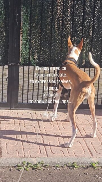 A voice is there to communicate. To show feelings, to express joy, excitement, or frustration.It's not just us humans who have this ability. Our animals do too.They don't speak our language, but they still have a lot to say. And sometimes they say it at full volume.Ghandi uses his voice every day with full presence.Why? Because he can ✌️
