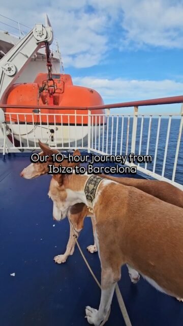 Our trip with Transmed from Ibiza to Barcelona couldn't have been more relaxing. We were allowed to move around anywhere on the ship with Fina and Ghandi on board. There were pet seats, a pet café, and a pet restaurant. I'm still speechless about the love for animals on board.Part 2 follows