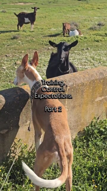 Part 2Again and again, after the experiences with the supposedly great dog trainer, I asked myself:shouldn’t it actually be called human trainer instead of horse trainer, cat trainer, or dog trainer?We humans should be the ones learning to understand the animals’ communication and body language and then act accordingly — not the other way around. But no, the dog trainer simply ignored every single signal from Sinai.This is not only extremely rude and disrespectful toward another being, it can also be dangerous.We immediately stopped meeting with that trainer.And then — as if by magic — a wonderful coincidence happened…During a walk through the fields, we met a group of dogs and an older man with a very calm, positive energy. We walked past the group with Sinai, and he spoke to us and invited us to join them — just for fun. And we did.This man had so much wisdom and so many valuable tips. He said that fearful dogs should be fed by hand — only by hand. He said:“Walking creates connection. Keep moving, and don’t stop when you have to pass other dogs.”These were tips worth their weight in gold for us. We were very young and had little experience with dogs at the time. This man appeared in our lives like an angel, because he confirmed what truly matters: only love and patience.We are allowed to show our animals the world and protect them, and they show us their world — and we learn from one another.It is actually quite simple, if some people wouldn’t complicate it and then still call themselves “trainers.”Because who really needs to be trained?Exactly — the human. Humans have forgotten how to listen and how to truly observe.So let us watch our animals, observe them, and learn their language.