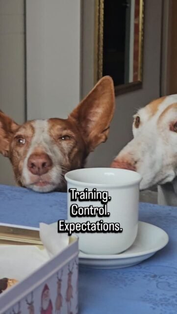 Part 1I keep hearing this word over and over again: training.Training here, training there.Horse training, dog training, cat training.When I got my first dog, Sinai, I thought the same thing many people think:Well, a dog trainer can’t hurt.Sinai was our first dog, so my then partner and I decided — based on a “recommendation” — to see a specific dog trainer.What happened there is something I will never forget.We ended up with one of the most harsh and rough trainers I have ever experienced. And within the first few minutes, my gut feeling was already screaming:Something is very wrong here.After no more than five seconds of looking at Sinai, she declared her “sick”.Her diagnosis: Leishmaniasis.Just like that.(She was, by the way, not a fan of rescue dogs.)Sinai was immediately put into what she called a “thinking box.”We were confused, intimidated, and confronted with false information.Her approach was hard, unreflected, and the dog herself was not considered for even one second.To this day, I can only shake my head about it.And I am deeply grateful that I learned not to trust people and their opinions blindly.There was no “training” for Sinai — or for us — that day.This soul did not need training.She needed love, time, and trust.And most of all, she needed another dog.Sinai was not used to living without other dogs.Let alone living on the 4th floor of an old building, with a heart condition, climbing stairs every single day.So we started looking for a house with a garden in Hanoverand for a second rescue dog.Who eventually became our second dogsome of you who have been following me for a long time might already guess 😉.More in part 2