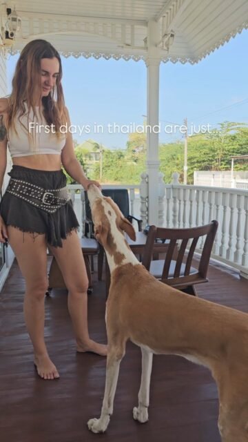 How does it feel here? I've only been in a completely foreign country for a few days and I feel so comfortable.The climate suits me well, although I was warned about the heat. But it feels just like Ibiza. I don't mind the high humidity.The people and their friendliness, the lightness, the tender pineapple, the matcha tea with coconut. Getting frozen meat for the dogs, ordering a taxi. The colors and everything around me. I'm just grateful 🙏.Yes, and the dogs. They've also adapted and adjusted. Fina and Ghandi have a good appetite and the Soi Dogs are slowly getting to know us. To bribe them and win them over as friends, I bought some special treats. Ghandi and Fina behave excellently when they come near us.They ignore them and are calm and let me do everything.I remain vigilant as it is their territory.