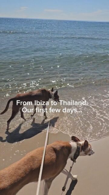 When you have a cheetah as your spirit animal by your side, everything just moves quickly.It was amazing that I knew right away, at the third house, that this was the one for us.The neighborhood is sweet, the nature is beautiful, and the dogs felt right at home in the house and garden.The dogs have traveled a lot and experienced a lot over the past few weeks. I had promised them that I would find us a really nice house.I already had a good feeling just from the photos. I canceled the other house viewings right away.When your heart says yes, it’s a sign.