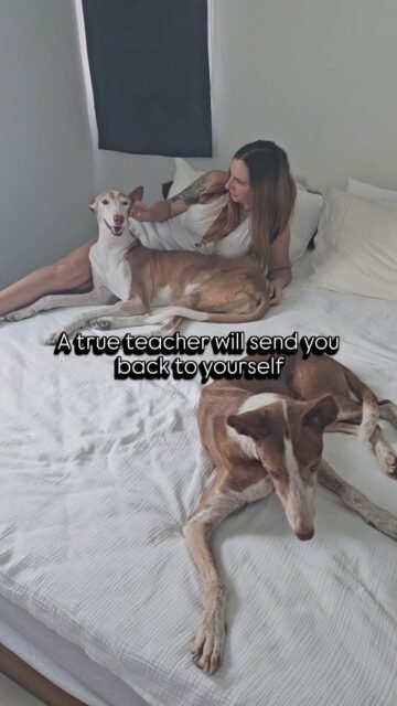 A true teacher will send you back to yourself ✨️And that is exactly what Ghandi has done time and time again by my side in what is already his fourth reincarnation. A teacher who teaches so consistently, clearly, and lovingly is a gift. Having been a horse once and a dog three times, we are now together on Earth’s adventure playground. We are inseparable, and I wouldn’t want to miss a single minute without Fina and Ghandi.Ghandi knows me so well because he has been with me since my youth. In different bodies, in different ways, but always in his own unique way.Fina is by my side for the second time, and her way of teaching is completely different. Soft and gentle, just like her name, Fina (fine). She can be firm when she wants to, but when she is, she’s really firm.Our trio is beyond words.That’s just how it is when you’ve found your teachers and friends on planet Earth.What makes your animal connection special?