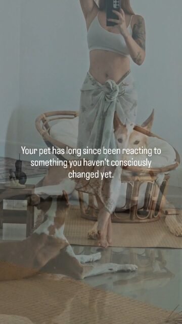 The next step in connecting with your pet begins the moment you stop falling back into the old patterns that used to make you feel secure in your interactions.Your pet senses subtle changes—often before you even realize them yourself.Change your reactions, and you’ll change the way you communicate with each other.