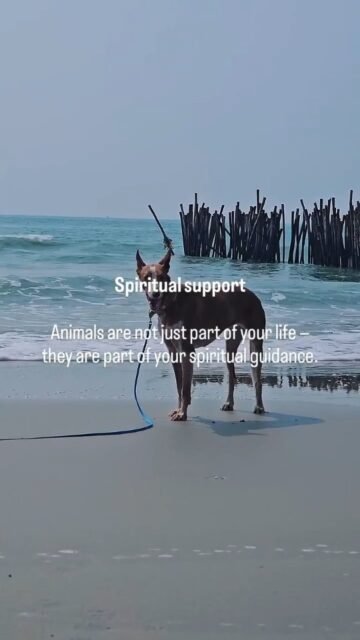 Spiritual support Animals are not just part of your life —they are part of your spiritual guidance.