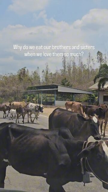 I often hear people say, “I love animals.”And yet, for many, they’re a regular part of their daily diet.To me, that doesn’t quite add up.Maybe it’s worth taking an honest look at this—without excuses, without pressure.Everyone decides for themselves.But awareness is the first step.Otherwise, it’s a double standard.