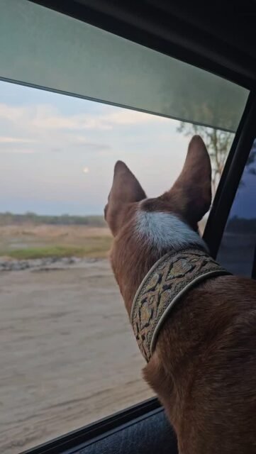 What if animals have been talking to us all along—but we just aren’t listening?Part of my role is to bridge the gap between worlds—especially for those who have no voice.As an animal communicator, I see and feel how much our animals want to tell us. How much love, clarity, and truth there is within them.And I believe that the right people receive these messages—people with open hearts who are ready to listen, to understand, and to take responsibility.When we begin to truly hear animals, everything changes.Then connection, healing, and a more respectful coexistence emerge—for a world in which their voices count, too.