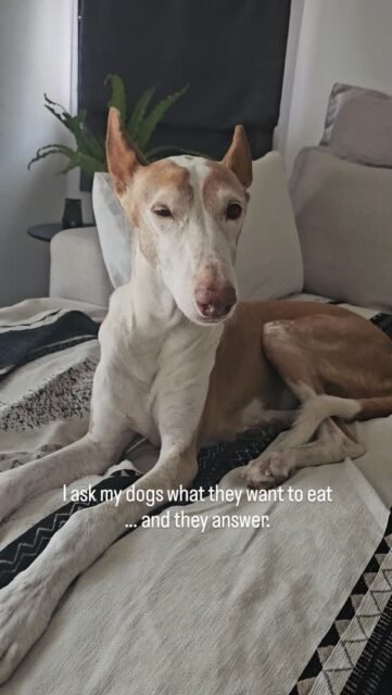Before I head out to Pilates, I always ask Ghandi and Fina what they’d like me to bring them for dinner on my way back.Today, Ghandi told me he wanted chicken wings (because he loves the “crunch”) and liver. Fina said today, “Bring a little of everything—I’m in the mood for a change.”When I get home, I let them sniff the food first. I can just tell how relaxed they are when they stay home and know that I’ll take care of their meals.Seeing that gratitude when they stand in front of their bowls, look at me calmly for a moment, and then slowly start eating. That humility in Ghandi and Fina will always remain.And so we are all in humility 🙏