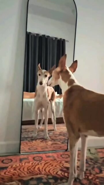 Mirror, mirror on the wall...Who is the most handsome Ghandusch in Thailand?And he knows it 🤍✨️🤍