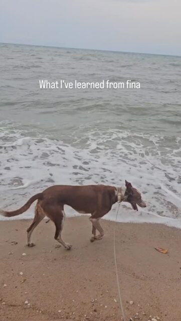 I met Fina while volunteering.She was the one I took under my wing because she was the “wildest.” By “wild,” I suppose I meant shy and insecure.Fina—who was still known as Xica back then—would constantly run frantically away from me in the paddock.Her nervous system was on high alert. When I look back now and see the relaxation within her, her confidence, and her presence in her body... oh yes, there is pure joy in her.She still doesn’t like it when people approach her. She shouldn’t have to; it’s her decision and her free will whether and when she wants something.She gets to decide for herself—and she always makes great decisions.I’ve learned a lot from her. Posture, standing firmly on my feet, living with inner confidence, looking around, observing my surroundings, watching things from a distance, holding back, and soooo much more.Let’s see what else she has in store.What do you learn from your pet?