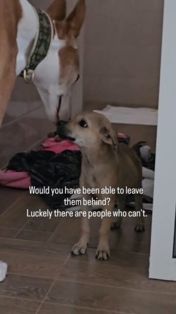 These two tiny street puppies were not rescued in one day.Andre and another Lady waited for hours.Came back multiple times.Tried again and again.And refused to give up on them.Luckily, there are people who simply can’t look away ❤️🐾Full story coming soon.@soidogshh