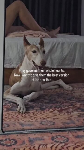 They gave me their whole hearts.Now I want to give them the best version of life possible 🤍🐕🤍🐕.