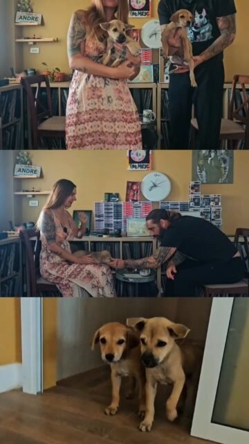 We recorded a Youtube video about the puppies. Andre from @soidogshh explained the story how he found the two little girls.Don't shop adopt 🐕🌹🐕