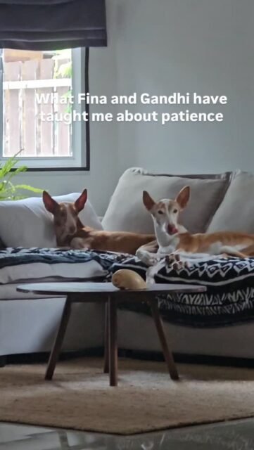 I used to think that patience meant being able to wait.My dogs have shown me something different.Patience means staying in the moment, even when things aren’t going the way we’d like them to. Not constantly rushing ahead. Not trying to control everything. Not clinging to what isn’t there yet.Animals demonstrate this presence to us every day.They trust in life. They trust the next step. They trust the right timing.And every time I get impatient, my dog reminds me to slow down, take a deep breath, and return to where life actually happens: in the here and now.What has your pet taught you? 🖤