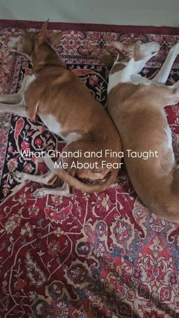 What Ghandi and Fina Taught Me About Fear ✨For a long time, I thought courage meant not being afraid.My dogs showed me something different.Fear isn’t the problem. It’s a signal. An invitation to take a closer look. To slow down. To be present again. Above all, it’s an important instinct.When Ghandi or Fina encounter something new, unknown, or uncertain, they don’t suppress their fear. They feel it. They take in information. And then, step by step, they decide how to deal with it.They don’t spend hours imagining all the things that could happen.They stay in the here and now.That is exactly what I have learned from them: Fear does not disappear by fighting it. It loses its power when we stop running away from it.Often, behind the fear lies precisely the growth, freedom, or experience we long for.Perhaps it is not about not being afraid.Perhaps it is about reaching out to it and continuing on anyway.What has your animal taught you about fear?