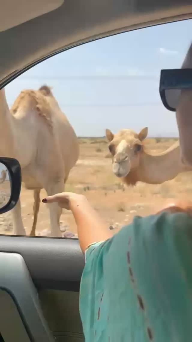 Meeting new friends in their natural habitat 🐪🐪#dromedar #dromedarios #animalcommunication #animalconnectionlove #animalconnection