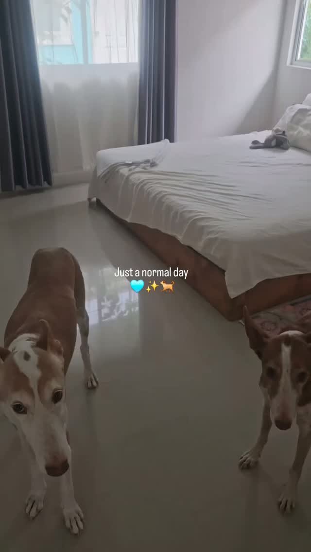 Just a normal day 🐕✨️🩵