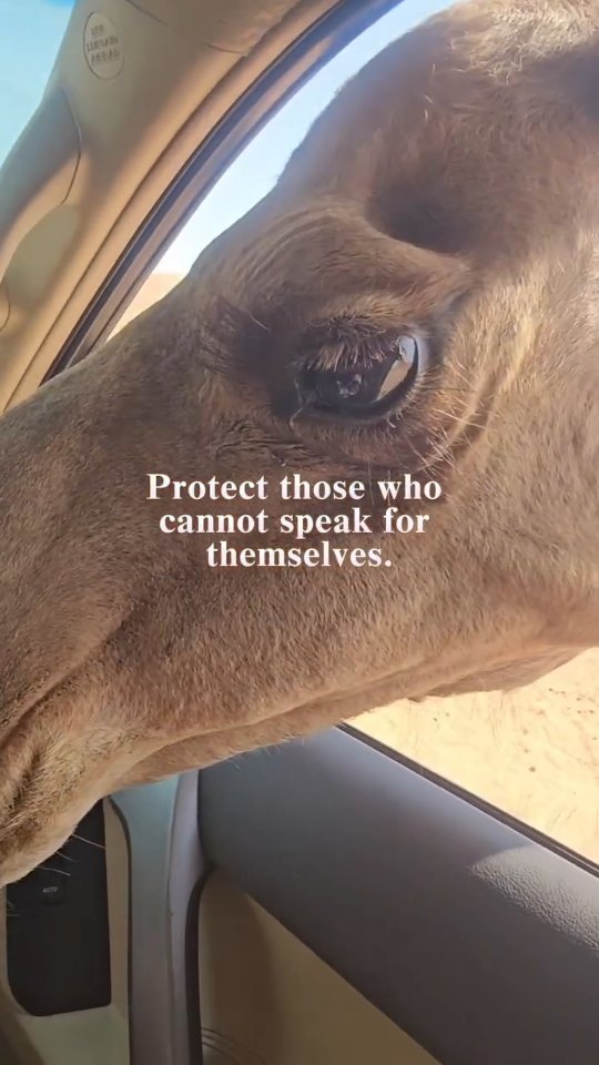 Animals are not here for our entertainment. They are living beings with their own emotions, needs, personalities, and ways of experiencing the world. I believe in building genuine connections with animals, listening beyond words, and meeting them with respect, compassion, and an open heart.Protect those who cannot speak for themselves. Be willing to see beyond what is convenient for us as humans. And remember that wild animals belong in their natural environment, not behind bars in a zoo.True connection begins when we stop seeing animals as something to watch, own, or control, and start recognizing them as individuals who deserve freedom and respect.Because every animal matters. And freedom matters 🙏.