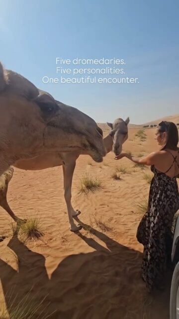 Five beautiful souls came walking straight towards me in the golden desert of Oman. ✨I was especially happy to meet this group. Unlike some other groups I had encountered, these five seemed genuinely curious and interested, approaching me so openly and confidently.Moments like these remind me how unique every animal is. Each has its own personality, its own way of communicating and its own energy.And a little fun fact: These are actually dromedaries, not two-humped Bactrian camels. You can recognise them by their single hump.A beautiful encounter in the vast golden sands of Oman.