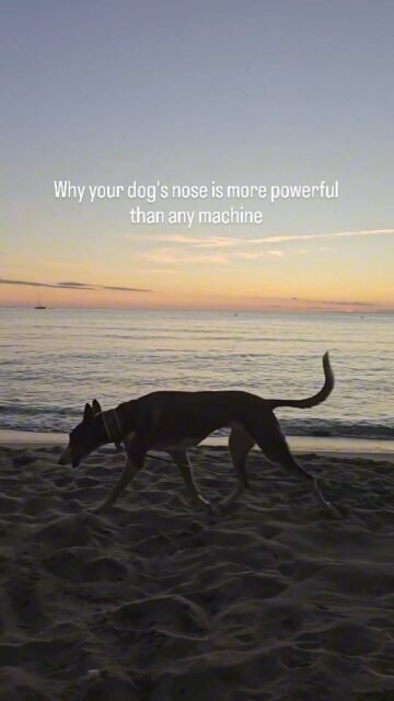 Have you ever wondered what your dog smells when you go for a walk? For us humans, a walk is mainly about seeing things—trees, cars, people, etc.For your dog, it's an explosion of smells:every blade of grass, every trail, every gust of wind tells him a story. His nose is a true miracle organ:🔸 Up to 300 million olfactory cells (we only have about 5 million!)🔸 Its own "smell brain" that is 40 times larger than ours🔸 It can perceive two smells at the same time  with each nostril separatelyFor your dog, the world not only smells more intensely, but also more meaningfully.He knows who walked past you 10 minutes ago, which animal was here yesterday,and even how you are feeling right now—whether you are stressed or relaxed. No wonder dogs can smell diseases such as cancer or diabetes.Their noses surpass any machine, any laboratory equipment, any human being.👉 The next time your dog stops and sniffs for minutes on end, let him.For them, it's not a waste of time, but real reading, research, and understanding. What do you think your dog is smelling right now? Write it in the comments.