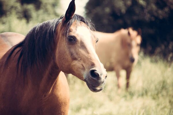 animal communication horse