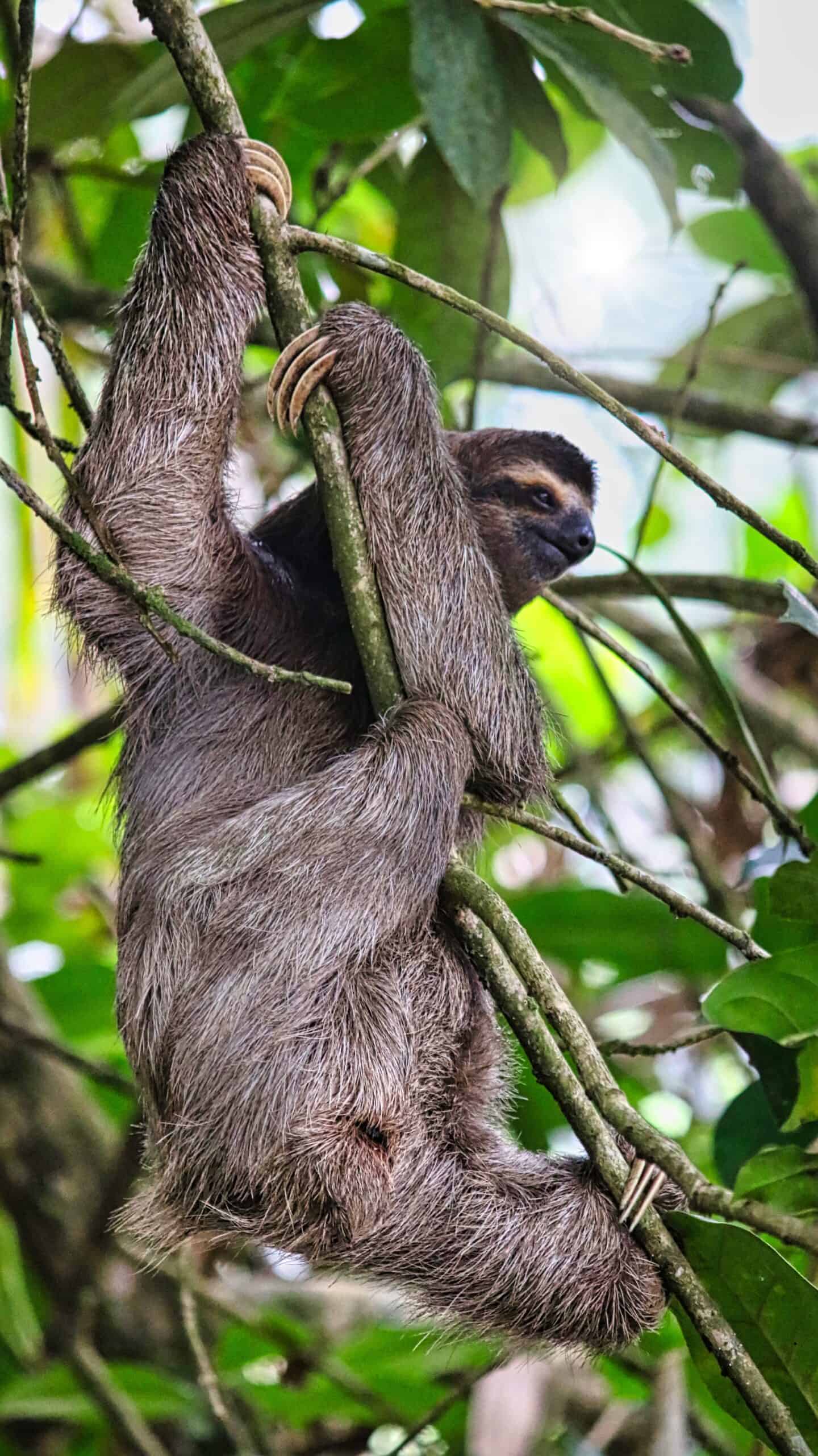 animal communication sloth