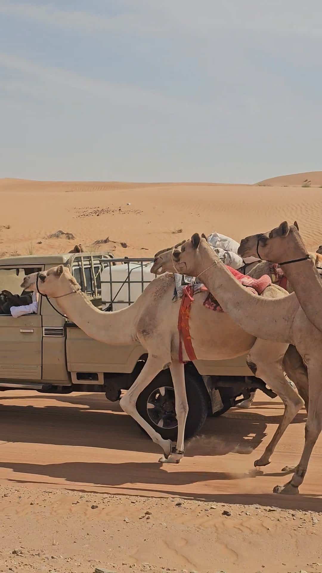 Arabian dromedary camel in a desert landscape, representing intuitive animal communication and a deeper understanding of camels.